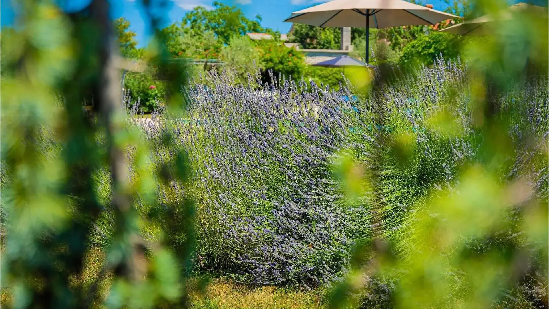 Villa Benka Mofardini Holiday home
